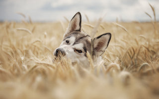 Was tun gegen Grannen beim Hund? Tipps für den Sommer - haustidepoterkost.com