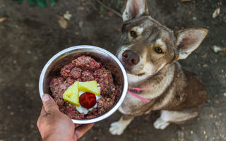 Wie der Hund frisst, statt mäkelig dreinzuschauen - haustidepoterkost.com