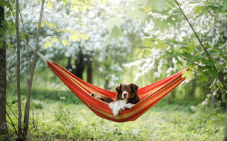 Camping mit Hund: wichtige Tipps - haustidepoterkost.com