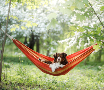 Camping mit Hund: wichtige Tipps - haustidepoterkost.com