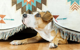 Parasitenbefall beim Hund – was tun? - haustidepoterkost.com