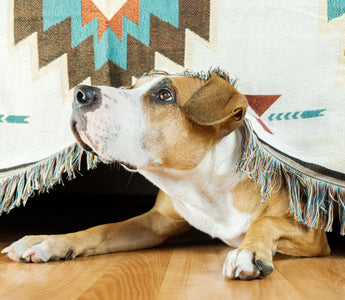 Parasitenbefall beim Hund – was tun? - haustidepoterkost.com