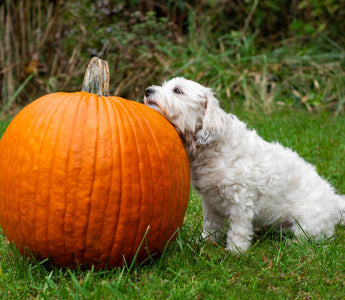 Kürbis für den Hund - haustidepoterkost.com