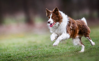 Aktiven Hund beschäftigen – drinnen und draußen - haustidepoterkost.com