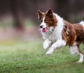 Aktiven Hund beschäftigen – drinnen und draußen - haustidepoterkost.com