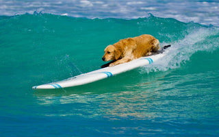 Sommerurlaub mit Hund: BARF-Tipps - haustidepoterkost.com