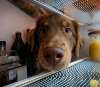 Trockenfleisch für Hunde & Katzen oder gefriergetrocknet? - haustidepoterkost.com