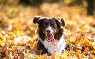 Vitamin D beim Hund: BARF-Fütterung mit Fisch - haustidepoterkost.com