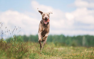 Agility Training für den Hund und jede Menge Spaß - haustidepoterkost.com