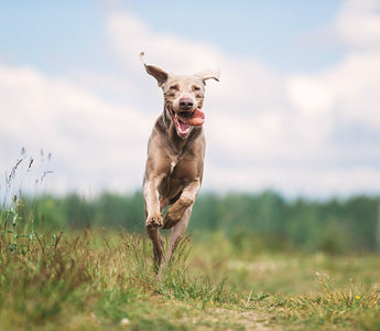 Agility Training für den Hund und jede Menge Spaß - haustidepoterkost.com