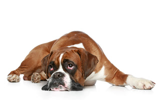 Augenpflege: Hund benötigt regelmäßige Prüfung - haustidepoterkost.com