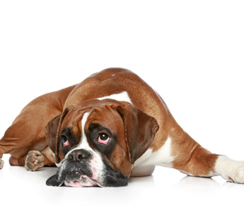 Augenpflege: Hund benötigt regelmäßige Prüfung - haustidepoterkost.com