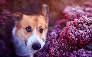 Rohes Fleisch für Hunde: aggressiv oder harmlos? - haustidepoterkost.com