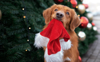 Weihnachtsmenü für den Hund - haustidepoterkost.com