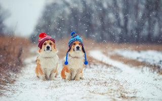 Friert mein Hund? - haustidepoterkost.com