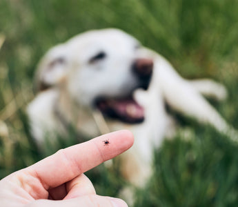 Zeckenschutz bei Hund & Katze - haustidepoterkost.com
