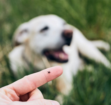 Zeckenschutz bei Hund & Katze - haustidepoterkost.com