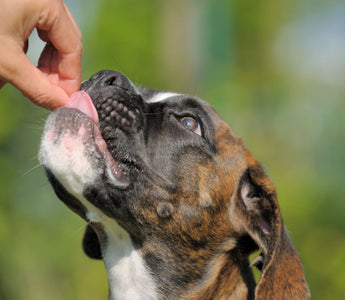 Zahnstein bei Hund und Katze vorbeugen - haustidepoterkost.com
