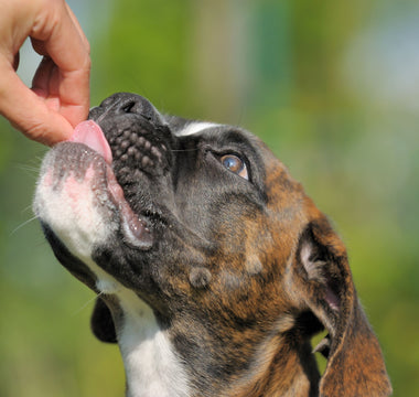 Zahnstein bei Hund und Katze vorbeugen - haustidepoterkost.com