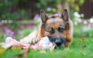 BARFEN: Knochen verfüttern beim Hund – geht das? - haustidepoterkost.com