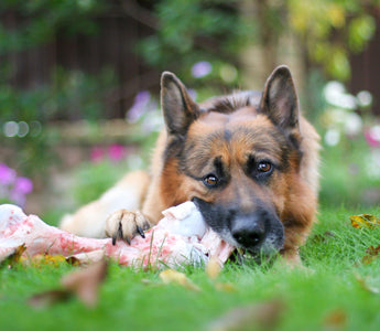 BARFEN: Knochen verfüttern beim Hund – geht das? - haustidepoterkost.com