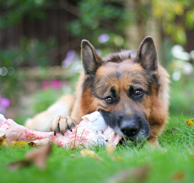 BARFEN: Knochen verfüttern beim Hund – geht das? - haustidepoterkost.com