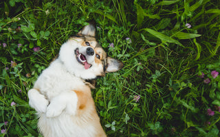 Krallenpflege beim Hund: Vorgehen & Tipps - haustidepoterkost.com