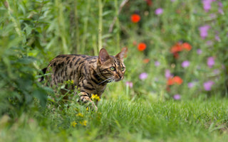 Ernährungsberatung: Katzen BARFEN - haustidepoterkost.com