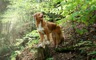 BARF und Jagdtrieb beim Hund: Gibt es einen Zusammenhang? - haustidepoterkost.com