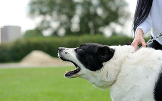Gestresster Hund: Anzeichen erkennen - haustidepoterkost.com