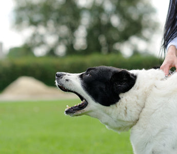 Gestresster Hund: Anzeichen erkennen - haustidepoterkost.com