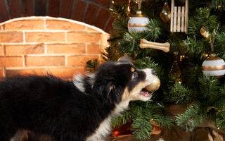 BARF Adventkalender: Hunde freuen sich auf das Fest - haustidepoterkost.com