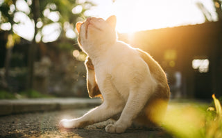 Fellpflege: Katzen bürsten und pflegen - haustidepoterkost.com