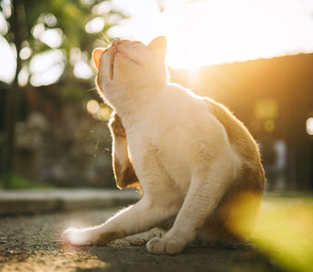 Fellpflege: Katzen bürsten und pflegen - haustidepoterkost.com