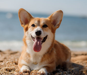 Kurzurlaub mit Hund: BARF auf Reisen? - haustidepoterkost.com
