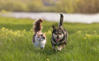 Zahnpflege Beim Hund: Die Zahnreinigung - haustidepoterkost.com