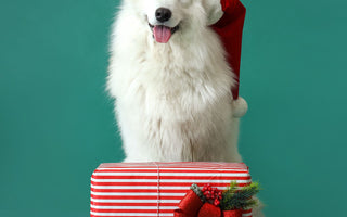 Hunde beim Weihnachtsessen: das kommt in den Napf - haustidepoterkost.com