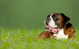 Ist rohes Fleisch gesund für Hunde? Auf die Menge kommt es an - haustidepoterkost.com