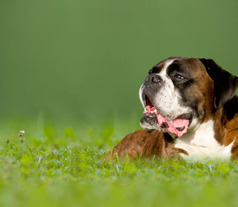 Ist rohes Fleisch gesund für Hunde? Auf die Menge kommt es an - haustidepoterkost.com
