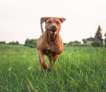 Warum frisst mein Hund Gras? Ist das gefährlich? - haustidepoterkost.com