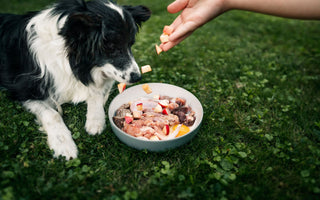 Fütterungsarten: Hund bedarfsgerecht ernähren - haustidepoterkost.com