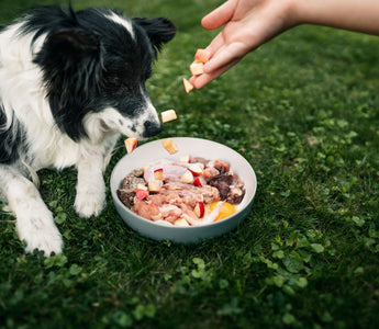 Fütterungsarten: Hund bedarfsgerecht ernähren - haustidepoterkost.com