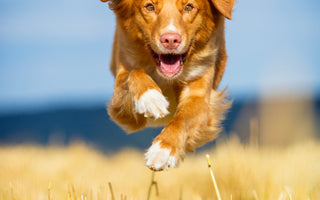 Immunsystem stärken vom Hund - haustidepoterkost.com