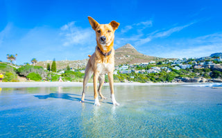 Hund abkühlen mit Hunde-Eis und Co. - haustidepoterkost.com