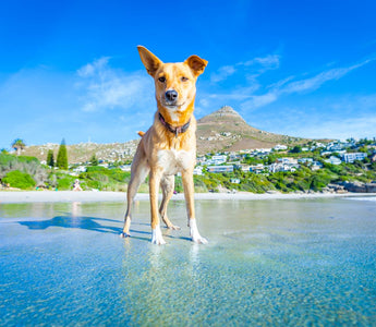 Hund abkühlen mit Hunde-Eis und Co. - haustidepoterkost.com
