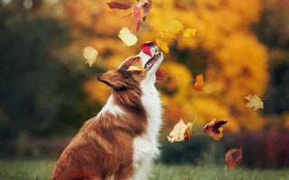 Kastanien, eine Gefahr für Hunde - haustidepoterkost.com