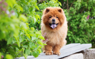 Hund im Sommer scheren: eine gute Idee? - haustidepoterkost.com