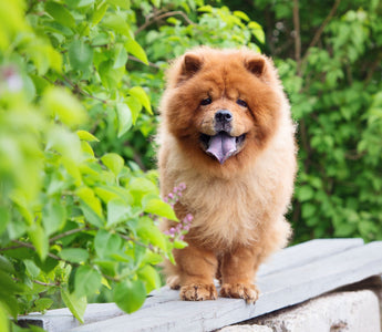 Hund im Sommer scheren: eine gute Idee? - haustidepoterkost.com