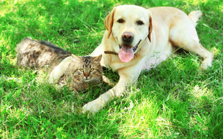 Hitzschlag beim Hund vorbeugen und helfen - haustidepoterkost.com