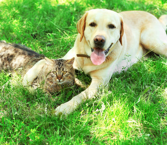 Hitzschlag beim Hund vorbeugen und helfen - haustidepoterkost.com